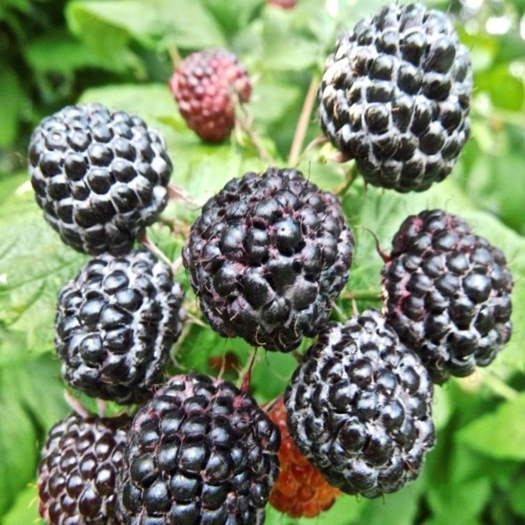 Harvested Jewel Black Raspberry fruit with deep dark color