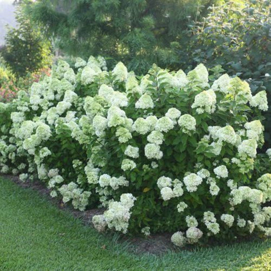Limelight Hydrangea Blooming Brightly in Sunny Garden