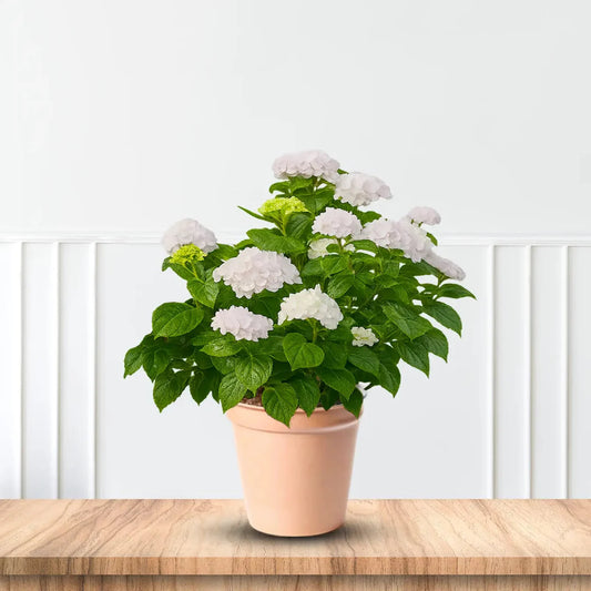 Blushing Bride Endless Summer Hydrangea with White-Pink Blooms
