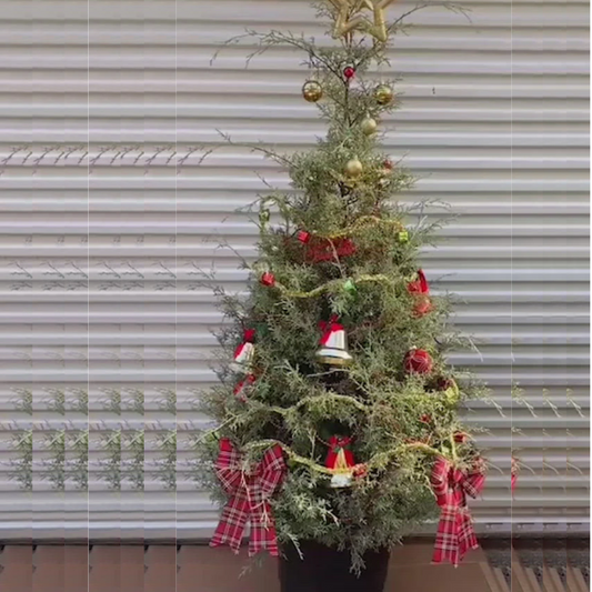 Arizona Sapphire Cypress Tree used as live Christmas tree