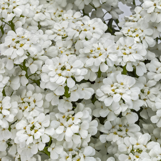 Iberis perennial plant in nursery pot