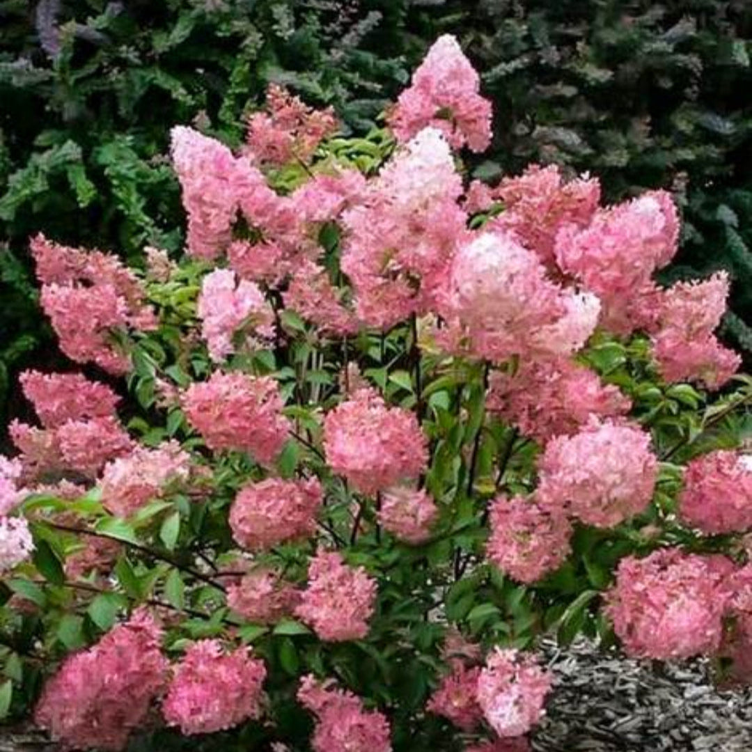 Compact Strawberry Sundae Hydrangea for Small Gardens