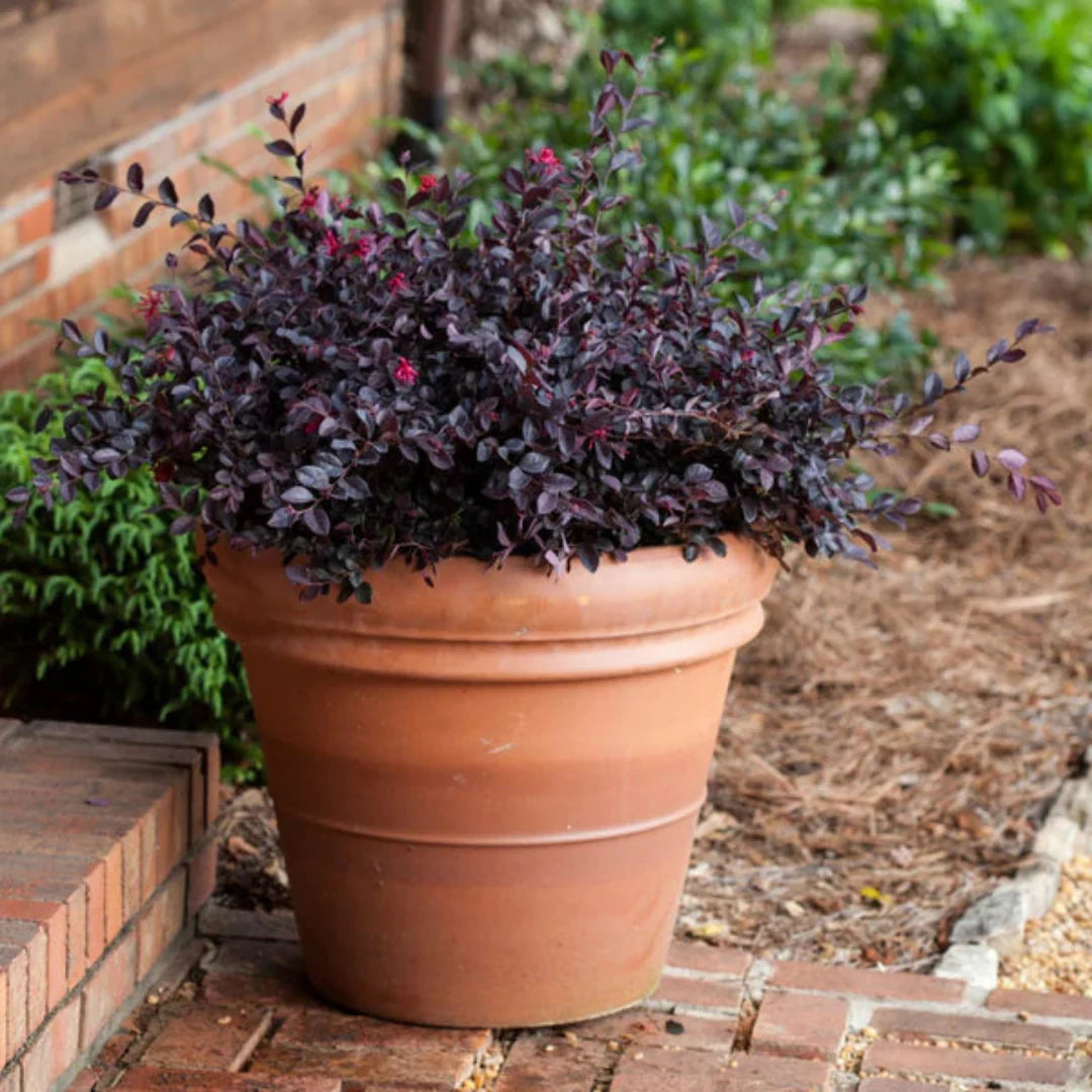 Dwarf Loropetalum gallon pot size chart