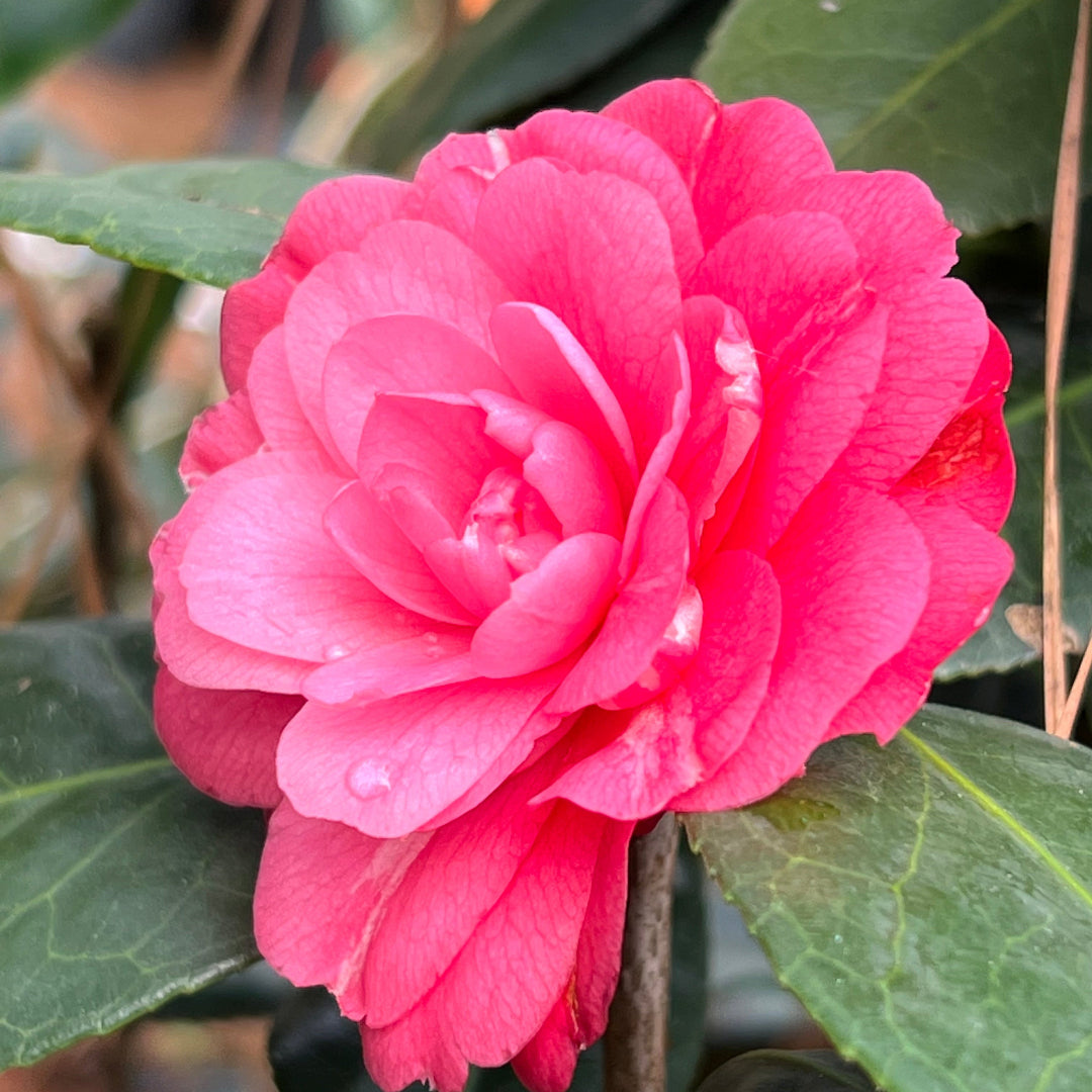 Stunning double-petal pink camellia bloom on healthy green foliage