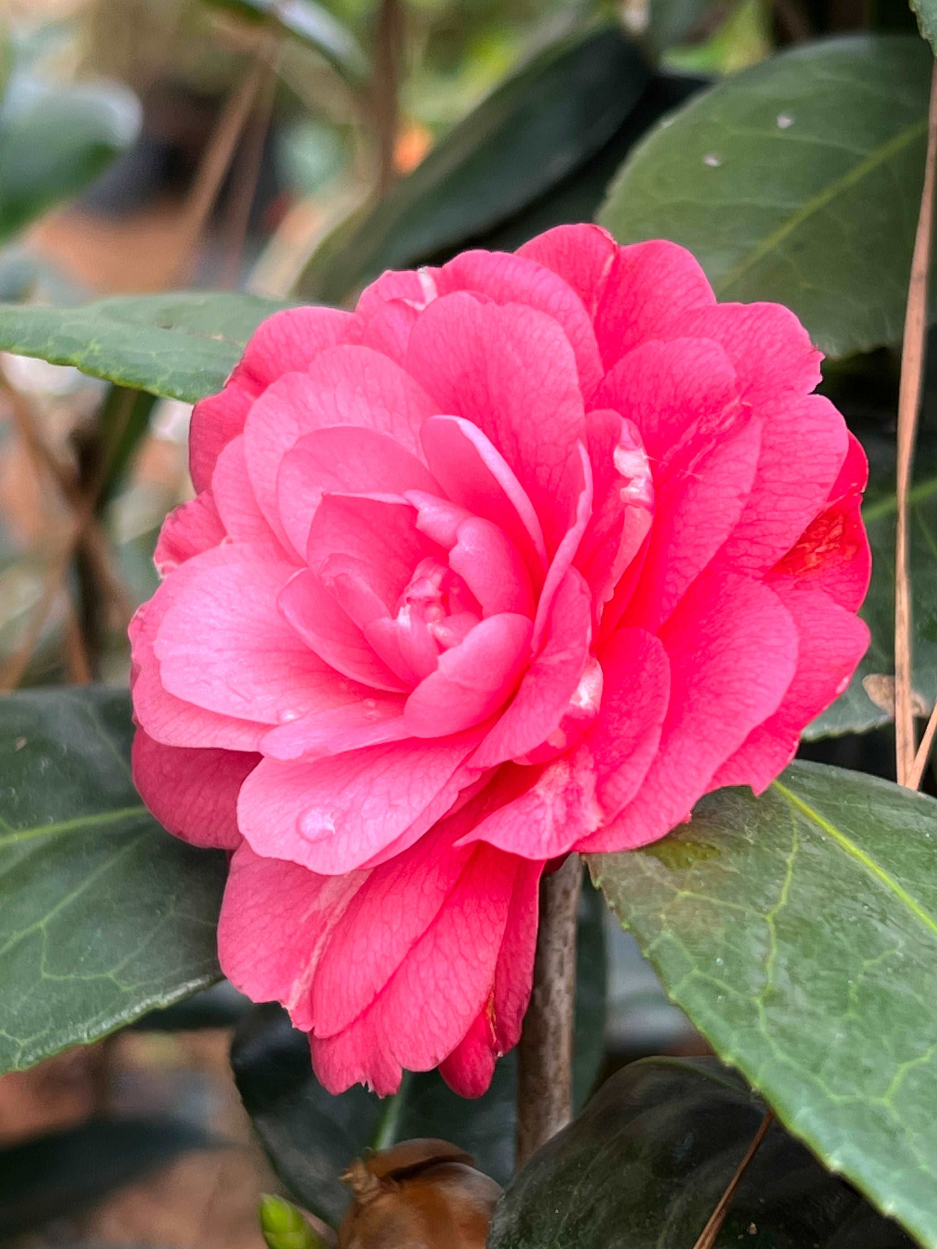 Camellia April Kiss Plant