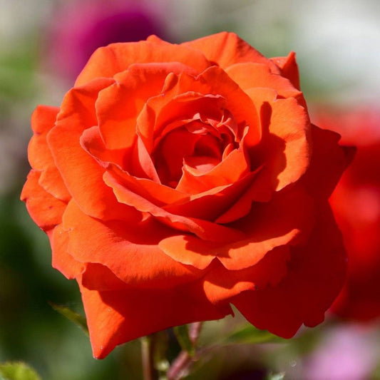 Tropicana Hybrid Tea Rose – flowering shrub
