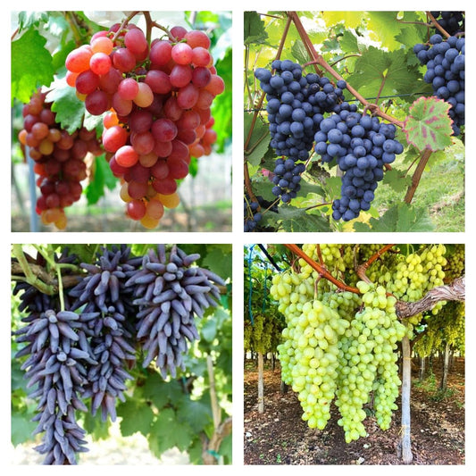 Grape vine plant growing on support