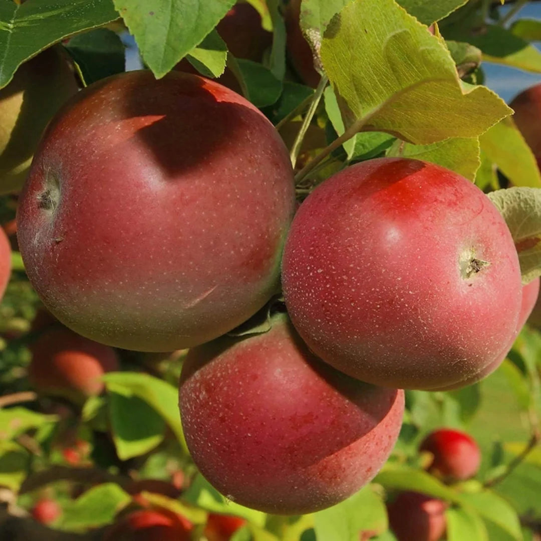 Yates Apple Tree with ripe red apples hanging on branches.