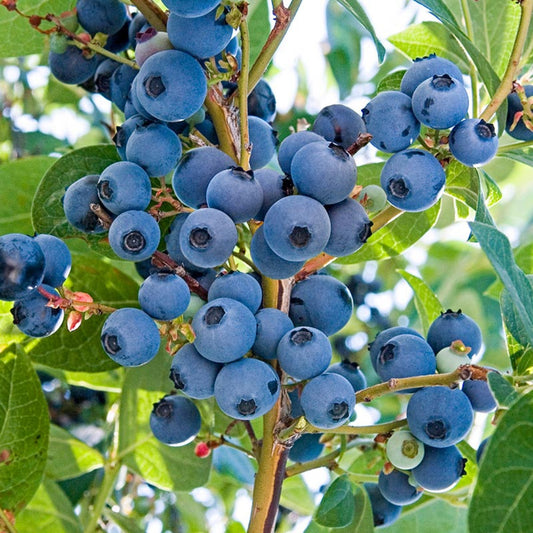 Potted Vernon Blueberry Bush ready for planting in home garden or backyard landscape