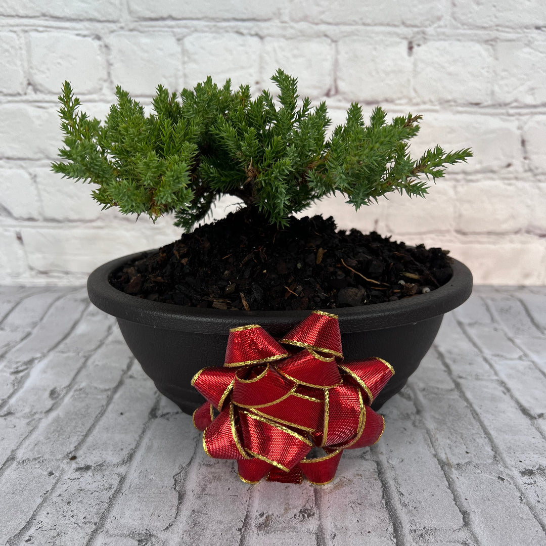 Juniper Bonsai (Live) - Very Cold Hardy, Live & Exotic