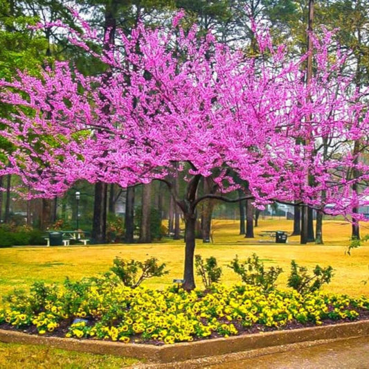 Redbud Tree – flowering plant