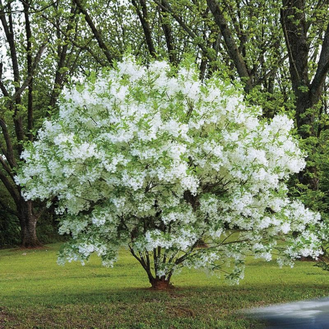 White Fringe Tree – Grancy Graybeard | Live Native Tree | Zones 3–9 live plant for landscaping and home gardens
