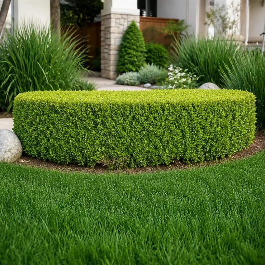 Skyline Boxwood