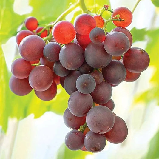 Flame Red Seedless Grape Vine with lush foliage and fruit clusters