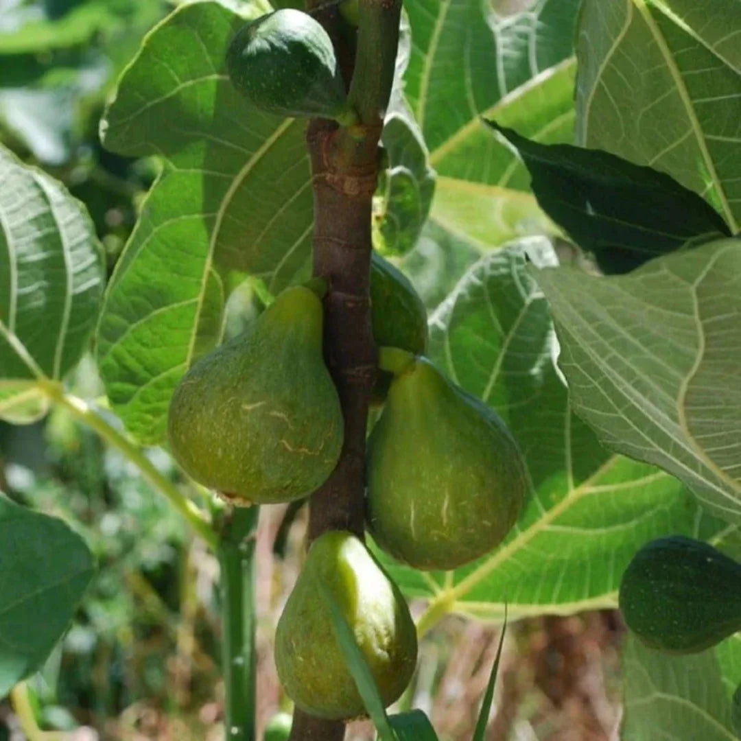 Golden figs hanging on Italian Honey Fig Tree