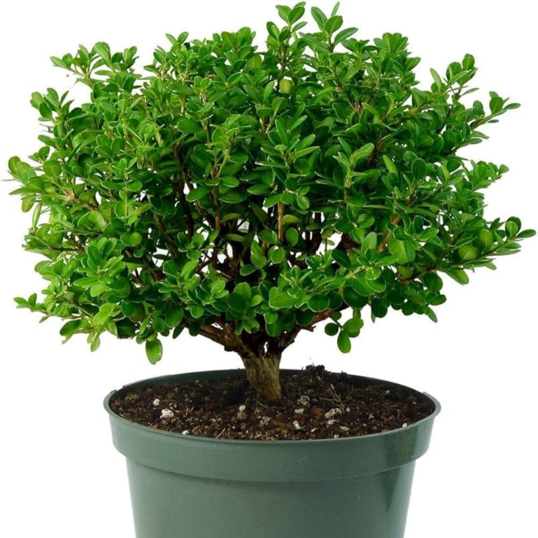 Japanese boxwood shrub growing in landscape border
