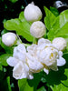 Jasmine