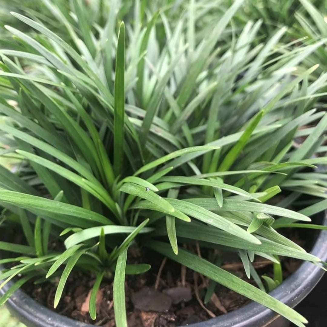 homeandgardensforless.com