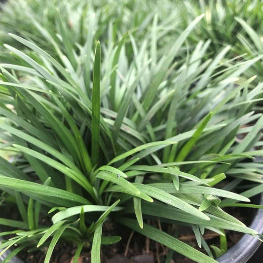 Potted Ophiopogon japonicus Nana plant view