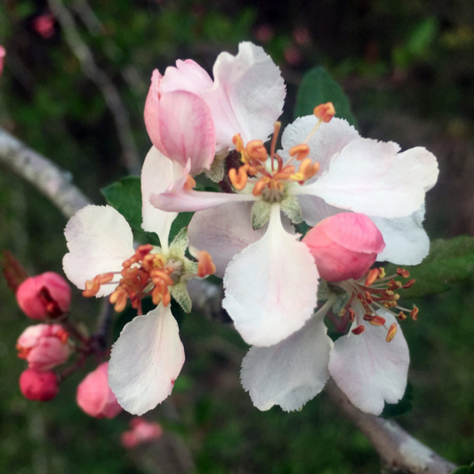 Southern Crabapple ornamental tree planted in garden