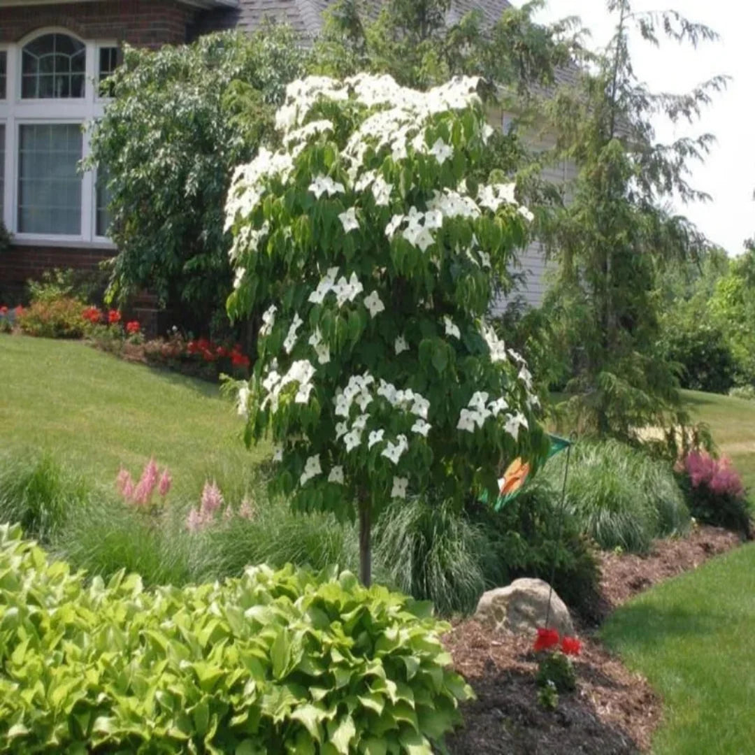 Full view of blooming Kousa Dogwood Tree