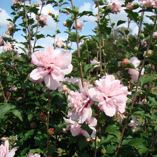 Blushing Bride Rose of Sharon flowering hedge in landscape garden