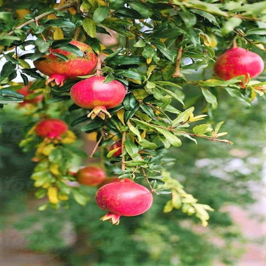 Lush garden tree of Salavatski Pomegranate with fruits