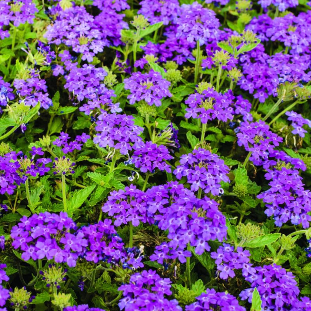 Homestead Purple Verbena in bloom