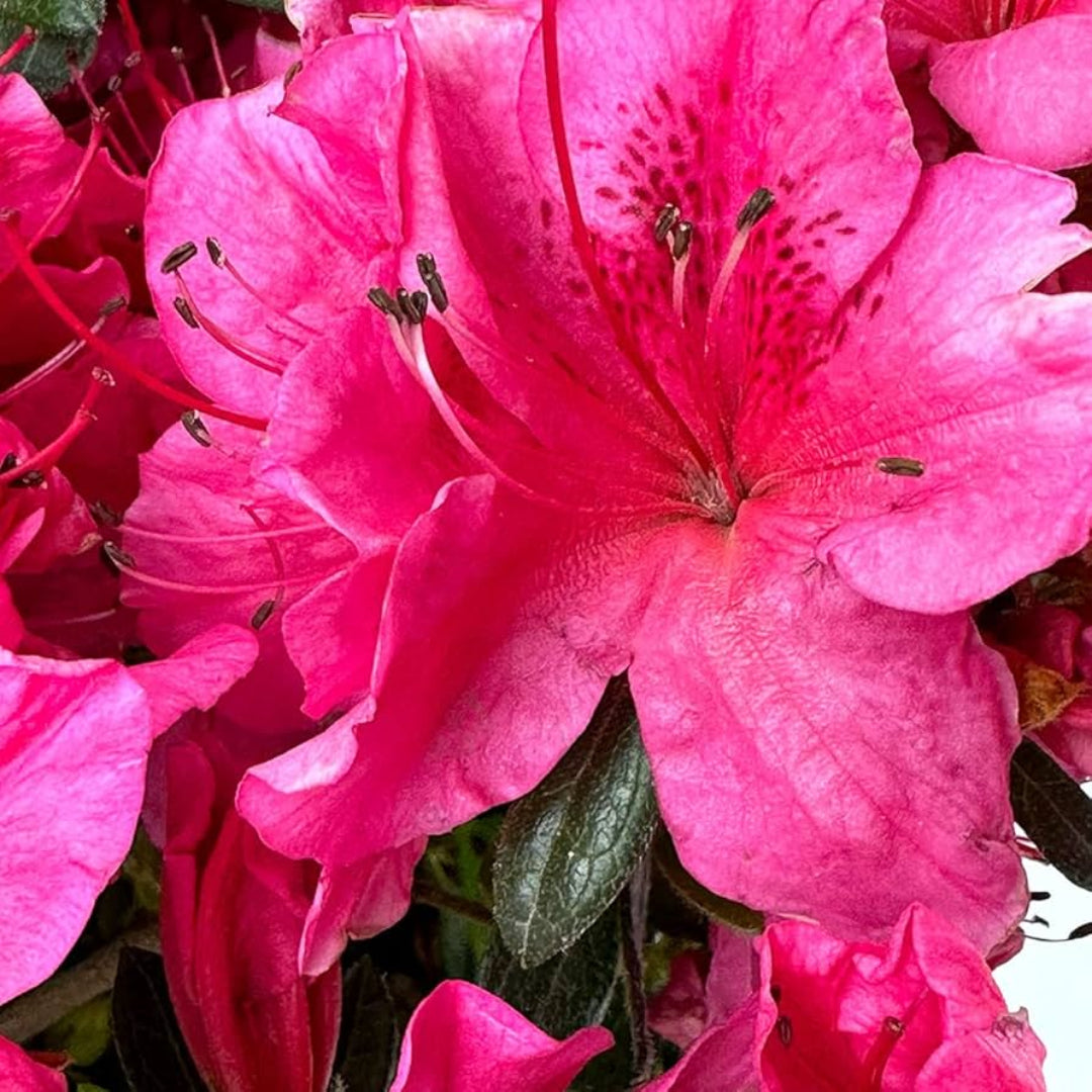 homeandgardensforless.com