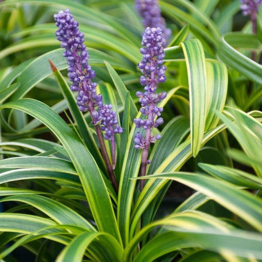 Liriope muscari Big Blue Lilyturf groundcover