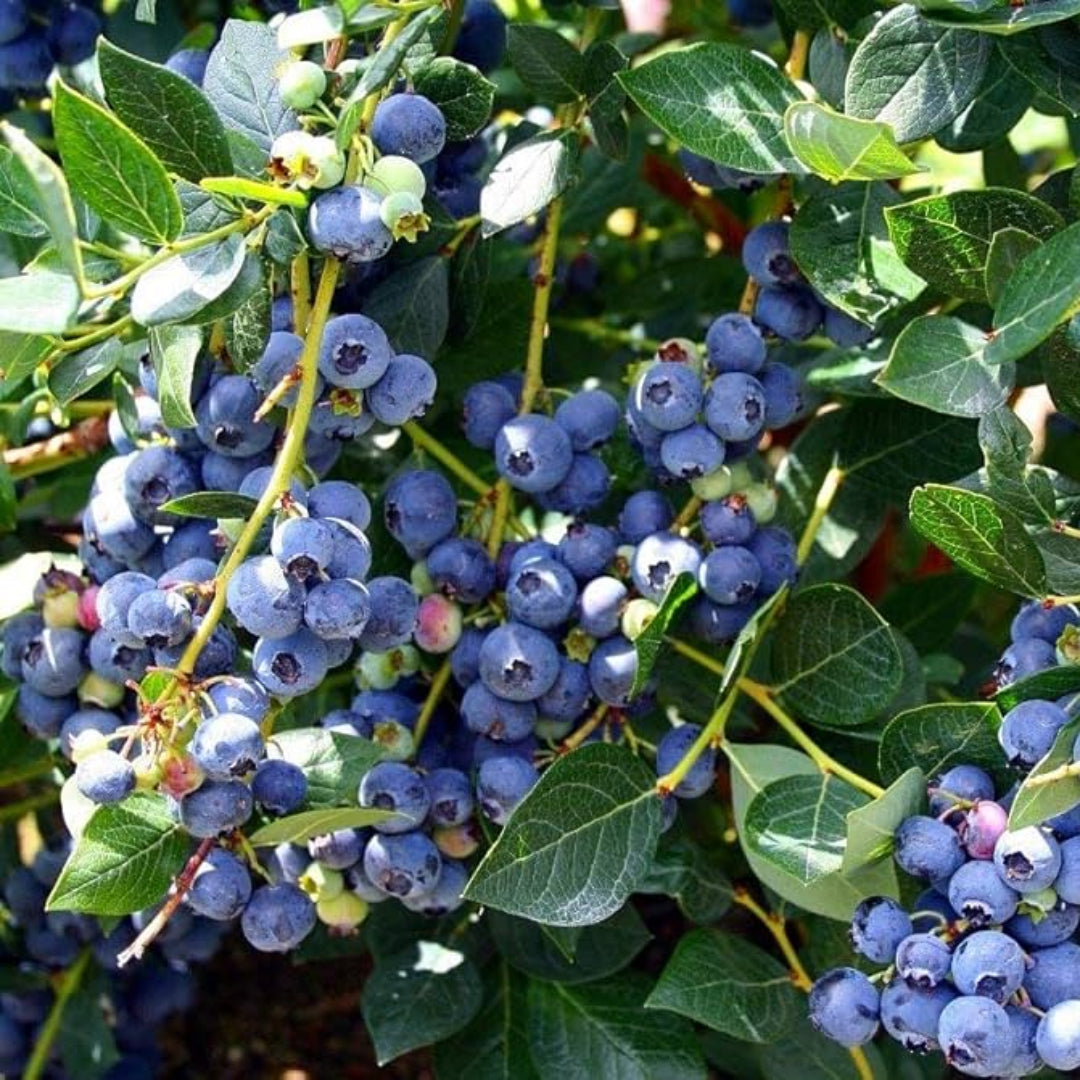 homeandgardensforless.com