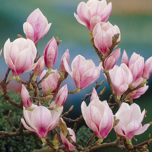 Saucer Magnolia petals showing rich pink tones and delicate spring texture