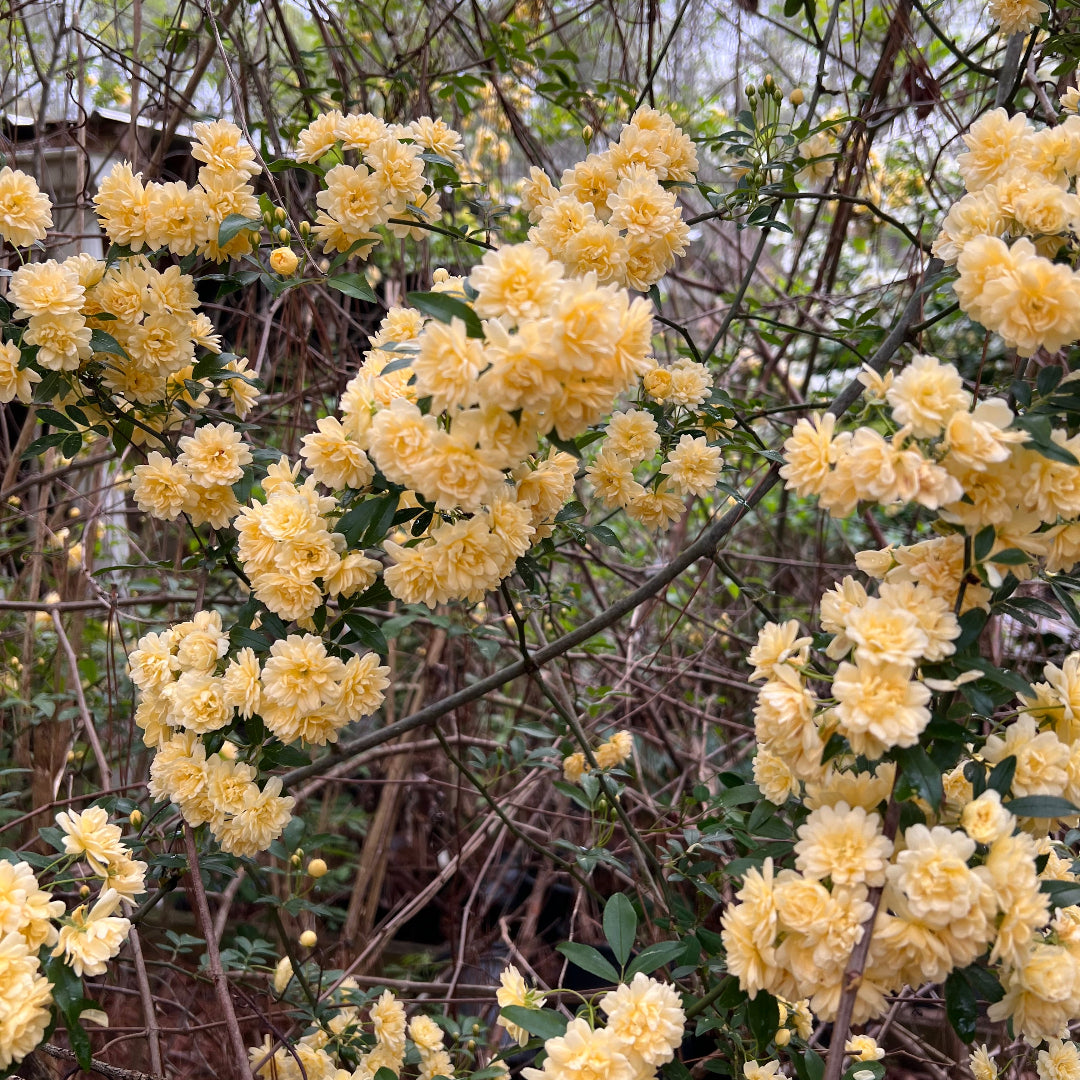 Yellow Lady Banks Rose flowers covering climbing branches