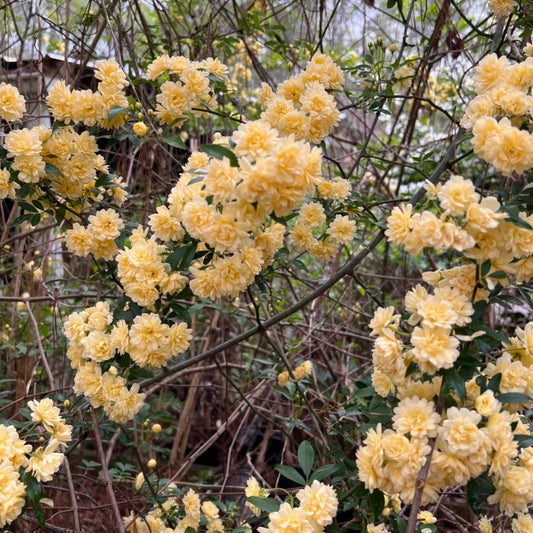 Yellow Lady Banks climbing rose showing clusters of soft yellow flowers