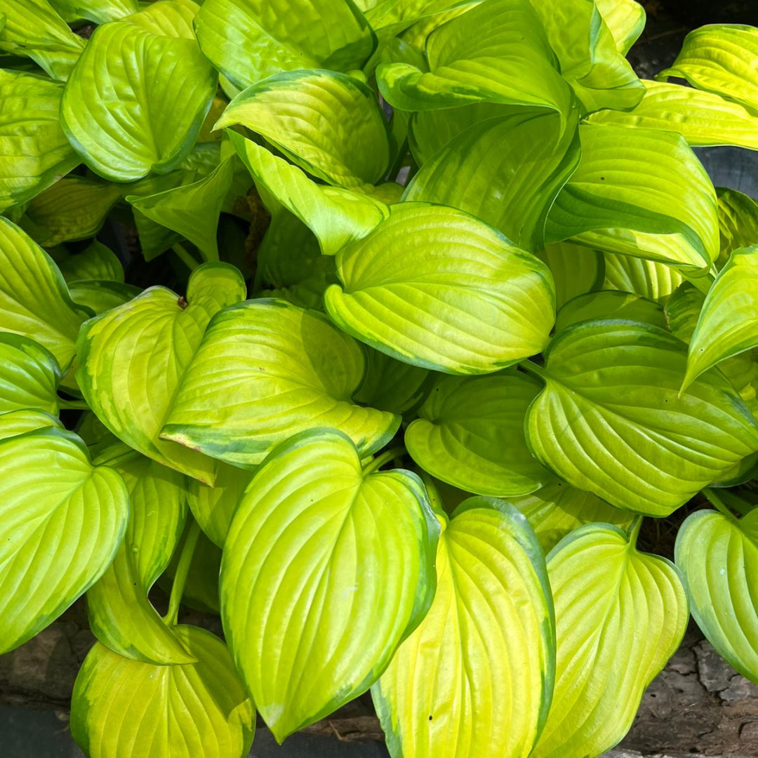 Hosta 'Stained Glass'