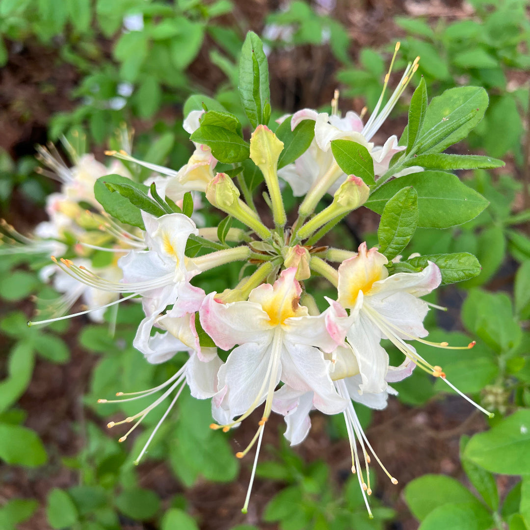 Darlin's Dream Azalea