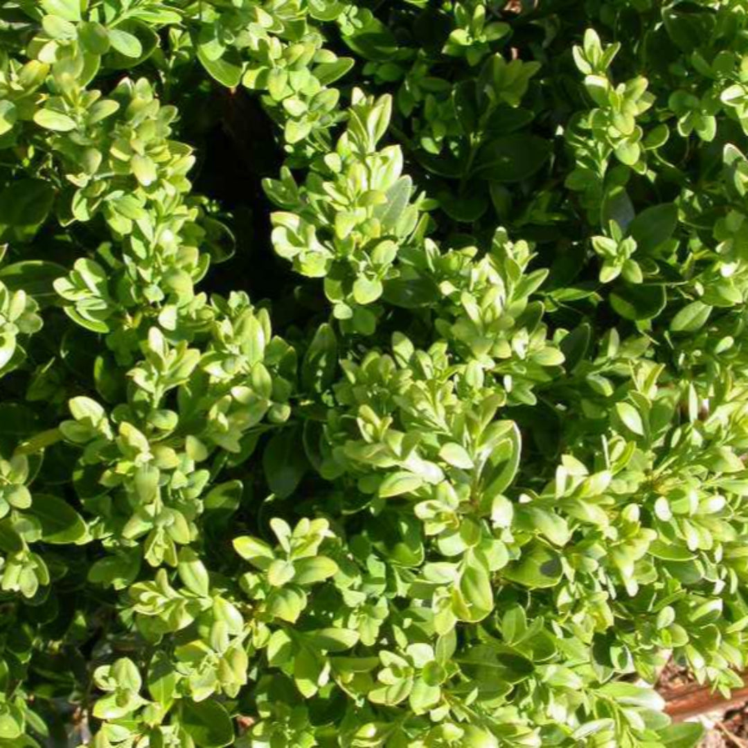 Green Velvet Boxwood