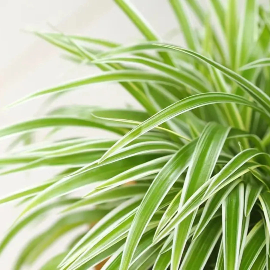 Spider Plant