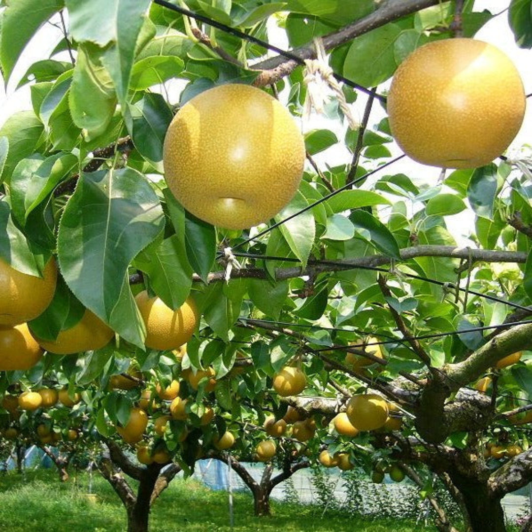20th Century Asian Pear Tree branch with round yellow pears forming on the stem
