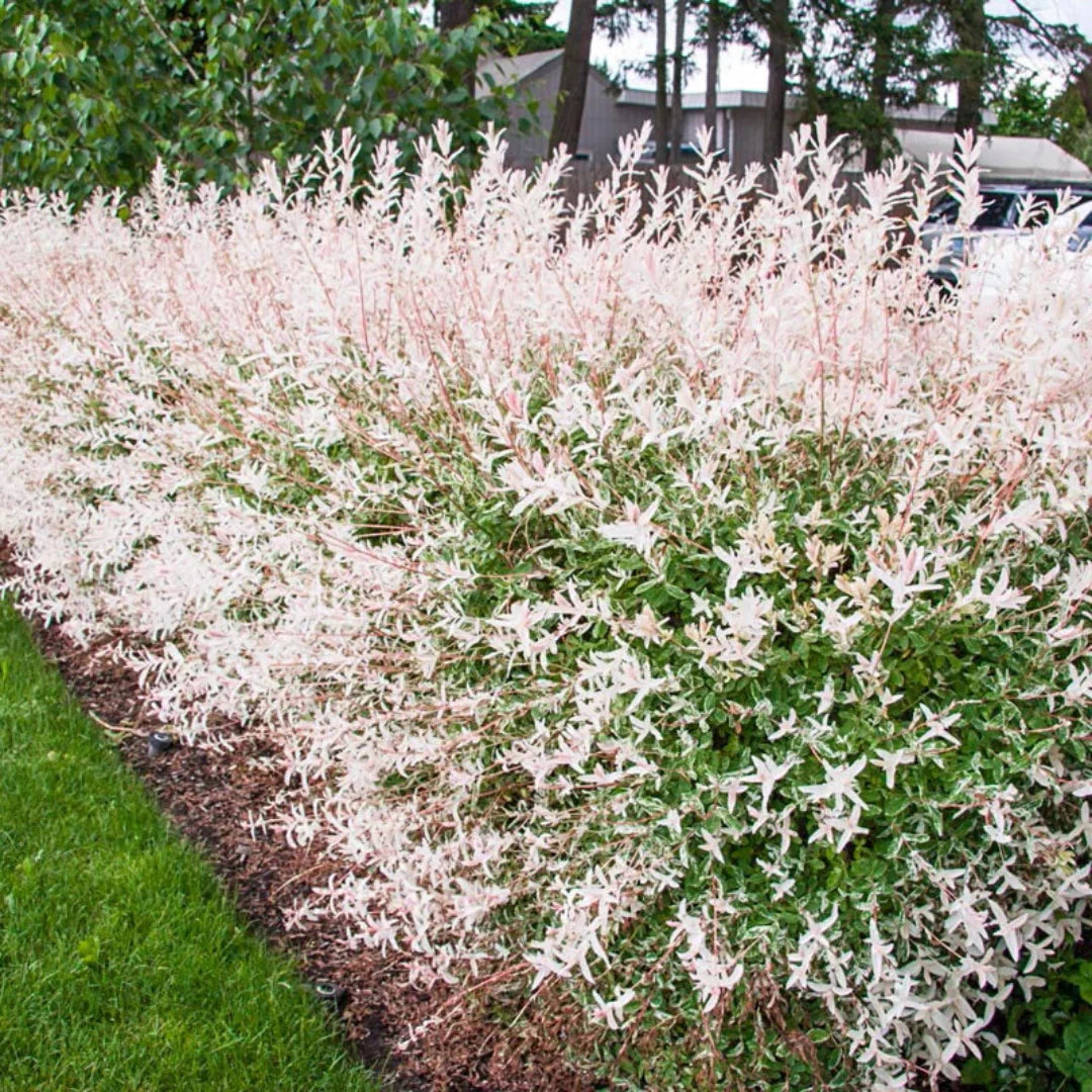Dappled Hakuro-Nishiki Willow showcasing pastel pink and white new growth