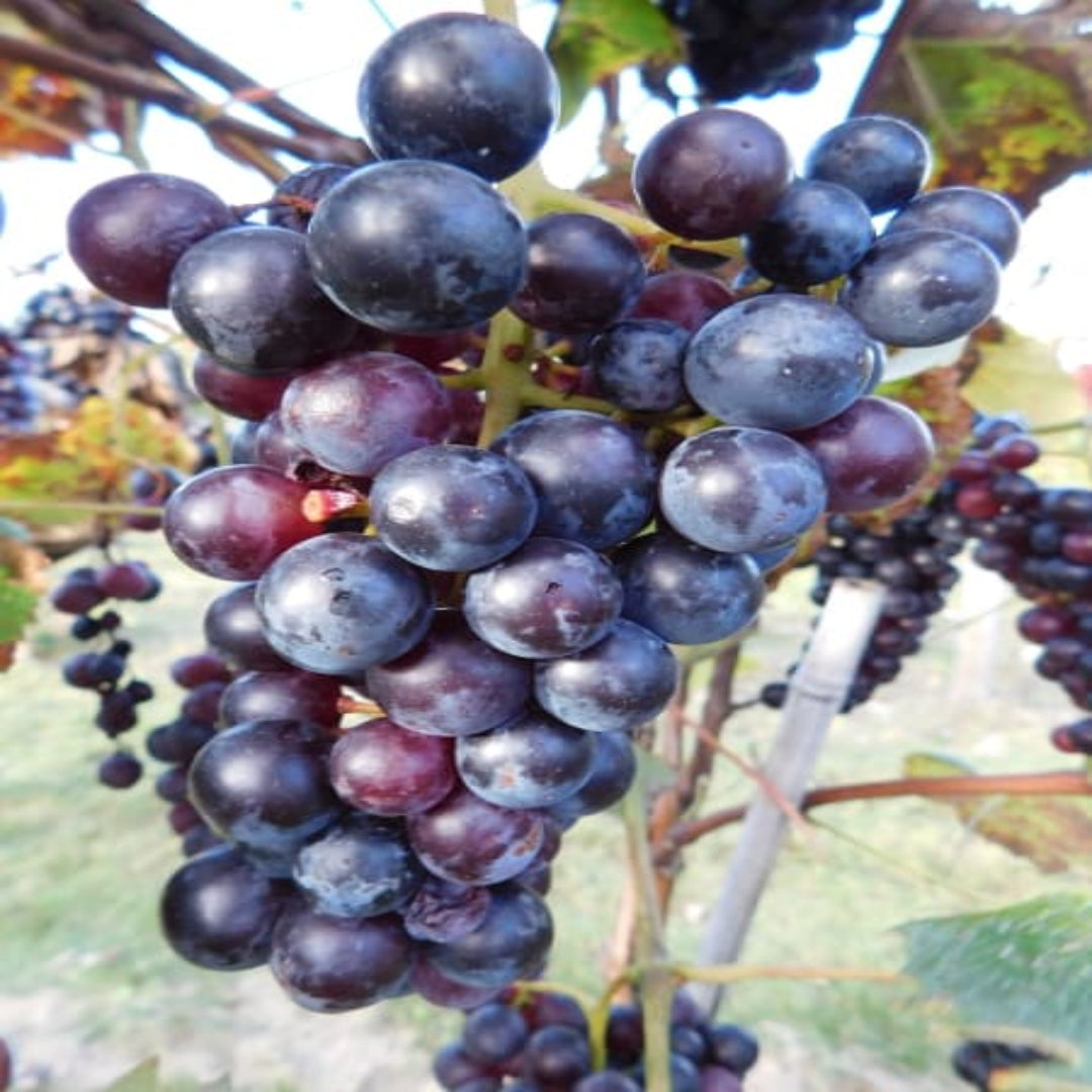 Thomcord grape clusters hanging on the vine with deep purple grapes