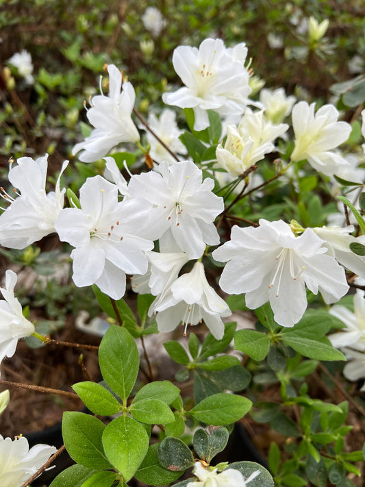 Delaware Valley White azalea flowering plant