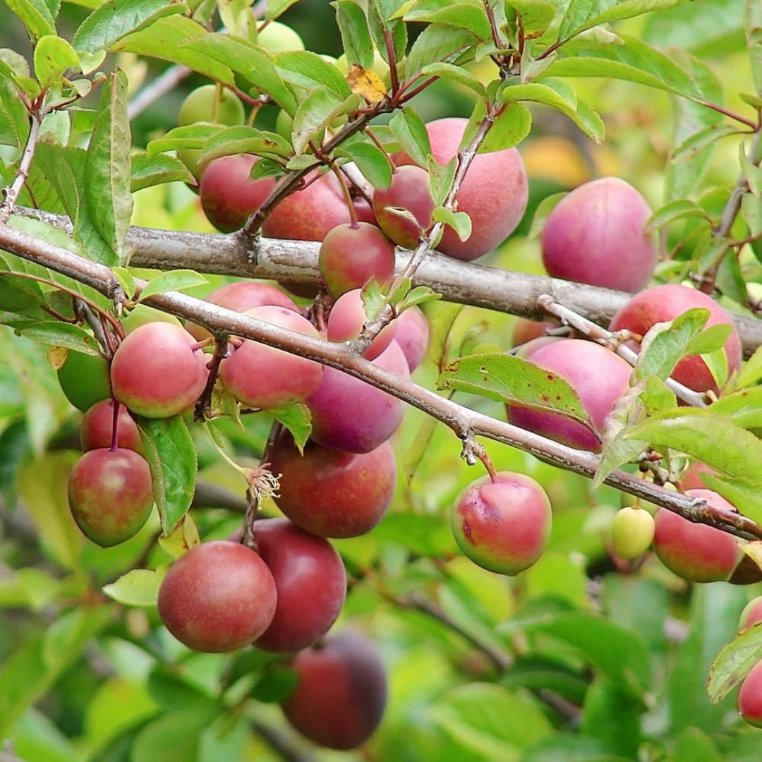 Methley Plum Tree with ripe red-purple fruit
