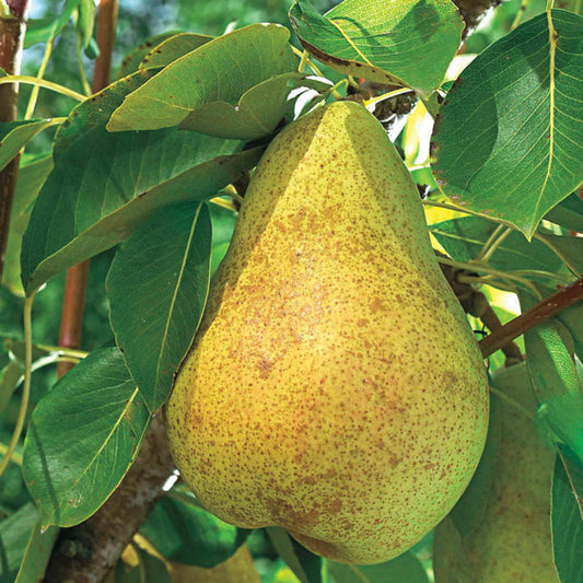Kieffer pear fruit tree with healthy green leaves growing in nursery pot