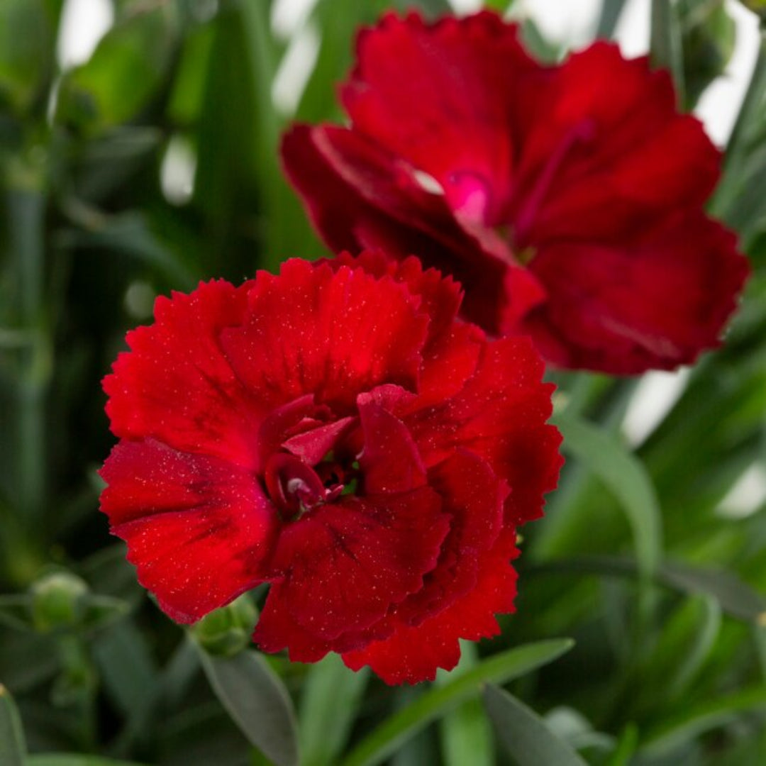 Dianthus Caryophyllus 'Supertrouper Butterfly Dark Red' 10 count flat of 4" pots
