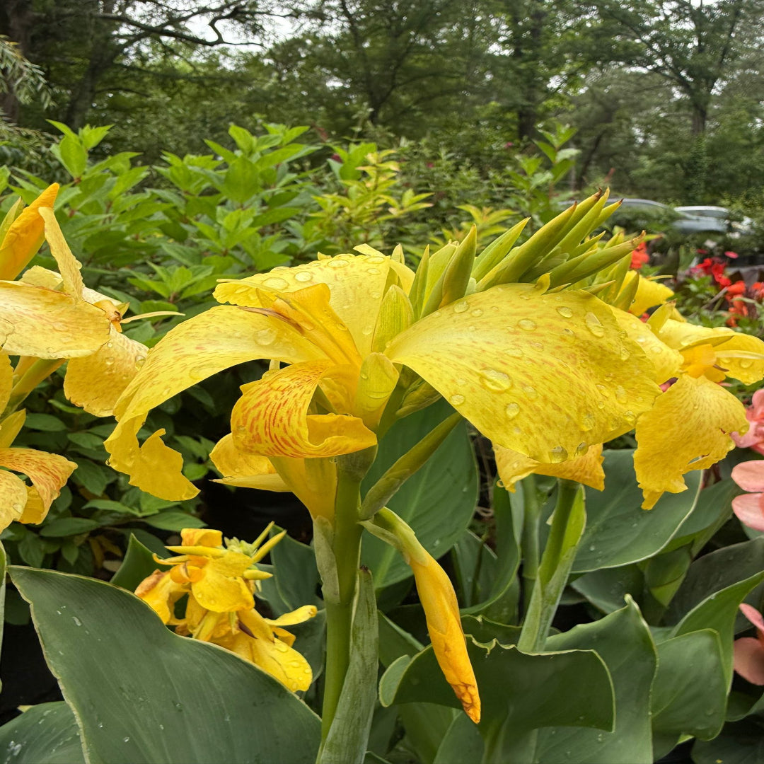 Healthy Canna Cannova Yellow Lily plant with lush green foliage