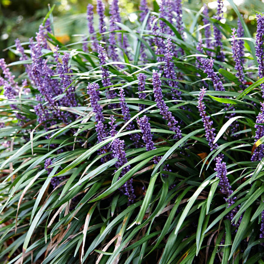 Hardy Liriope muscari Classic Blue perennial
