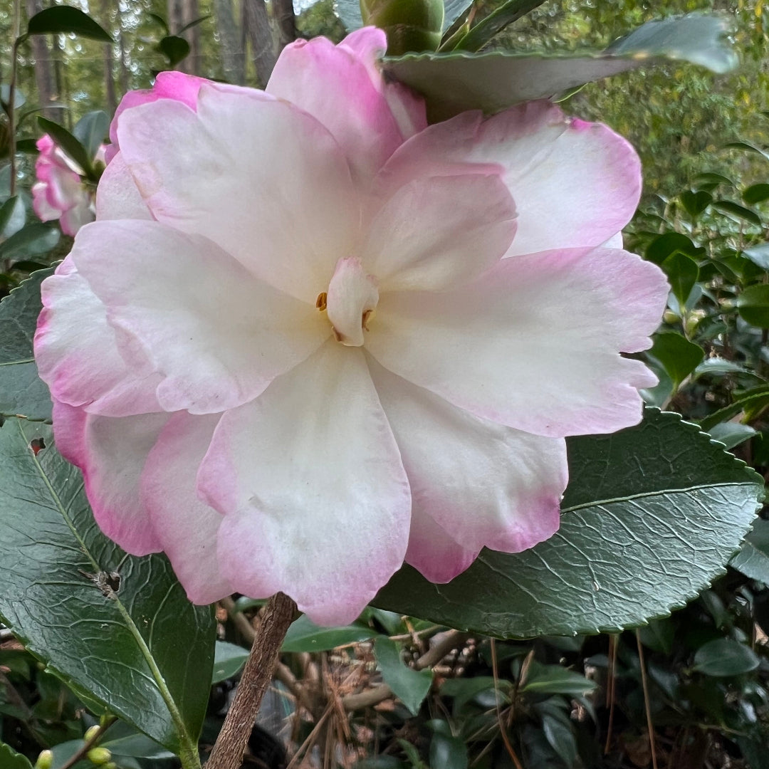 Bob's Supreme Camellia