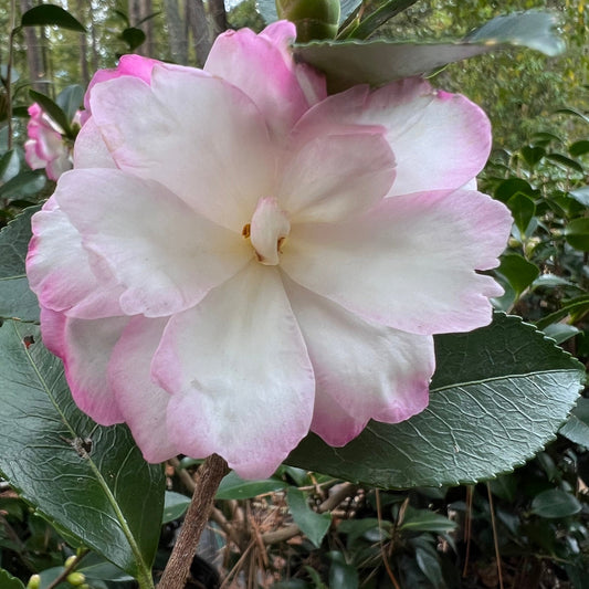 Bob's Supreme Camellia
