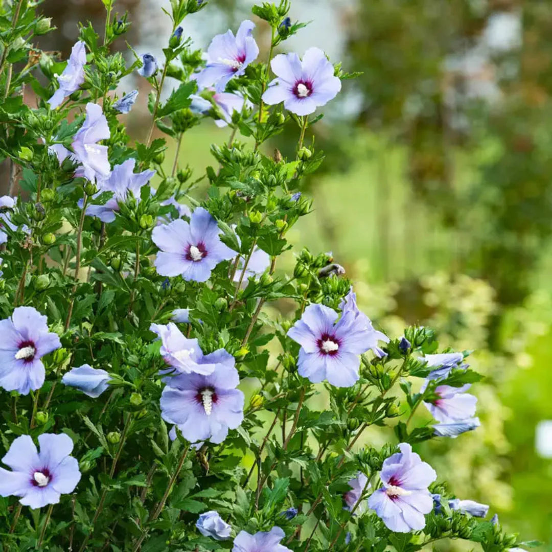 Bluebird Rose of Sharon Shrub Growing in Summer Garden